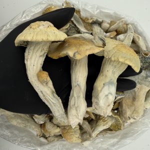 Raw Psychedelic Mushroom 🍄 : Iceberg (Big)