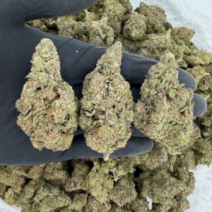 🌞 Solar Skunk Tier: Silver Back OG  Nose: 🔥 7/10 – Spicy Skunk Aroma 😋