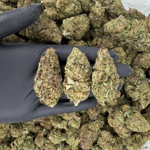 🌞 Solar Skunk Tier: Blackberry Kush  Nose: 7/10 🔥 Sweet Earthy Berries 😵‍💫