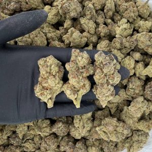 Gold Tier: Cherry Biscotti Nose: 8/10 🔥 Flowery Kush 😏