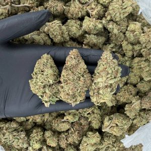 🌞 Solar Skunk Tier: Granddaddy Purple  Nose: 7/10 🔥 Sweet Grape 🤩