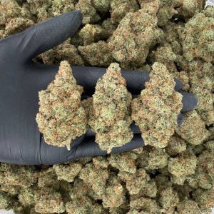 🌟 ZaZa Tier: Jack Herer 🌟  Nose: 10/10 🔥 Lemony Pine 😇