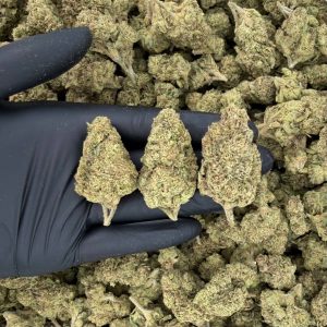 Solar Skunk Tier: LCG 🍋🍪  Nose: 6/10 🔥 Sour Citrus 🤗