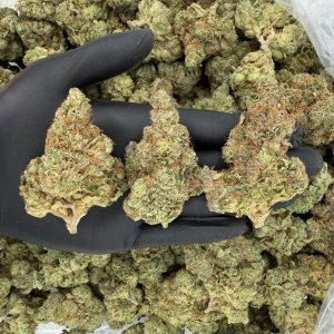 Gold Tier: Master Kush 🌿🔥  Nose: 8/10 🔥 Light Citrus 🤗