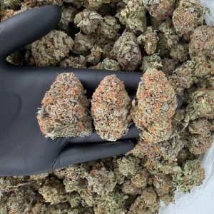 Solar Skunk Tier: Platinum OG 💎🔥  Nose: 7/10 🔥 Diesel Spice 😏