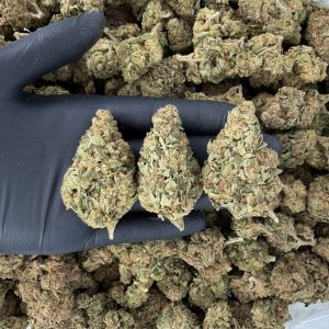 Solar Skunk Tier: Sugar High 🍬🔥  Nose: 7/10 🔥 Spicy Diesel 🥵